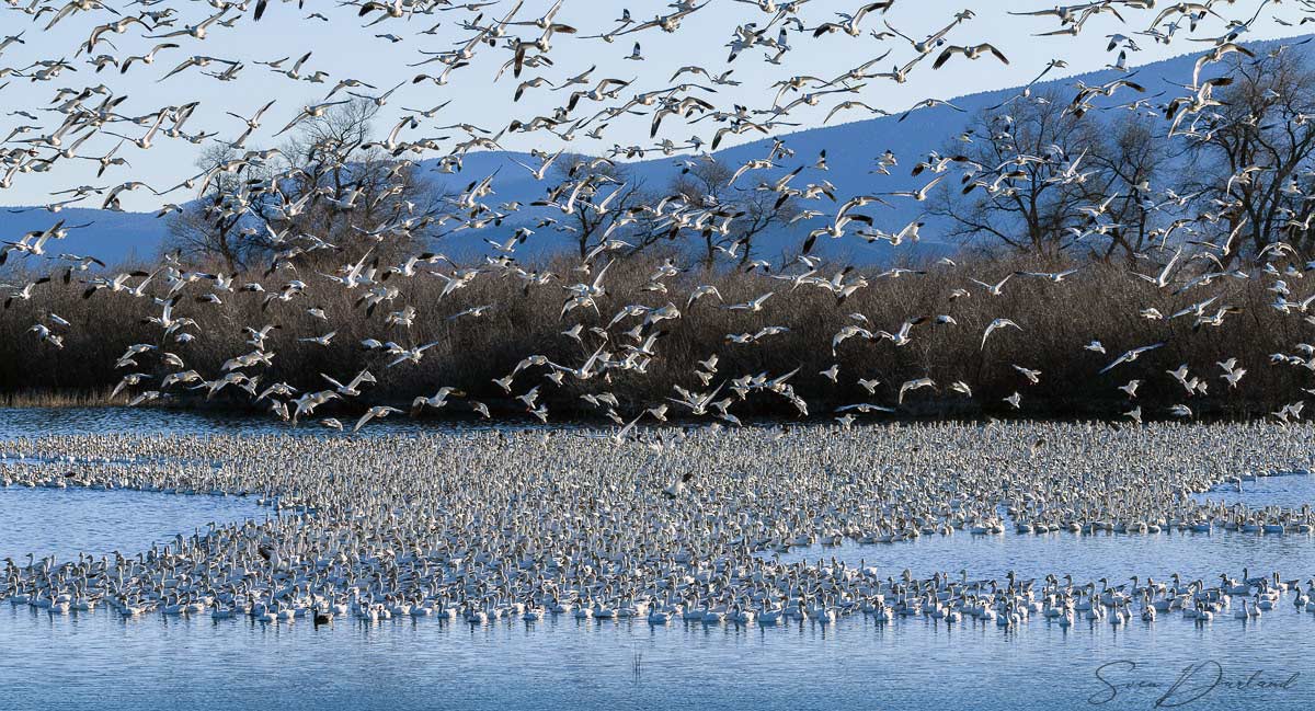 Thousands of snowgeese in Southern Oregon