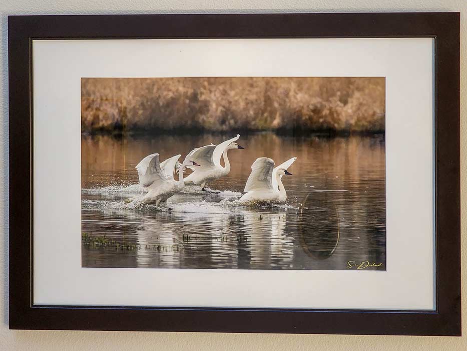 Photo artwork of swans