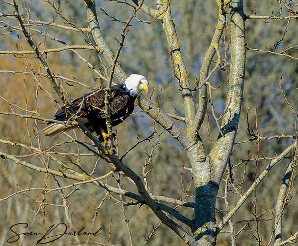 Bald eagle in a tree