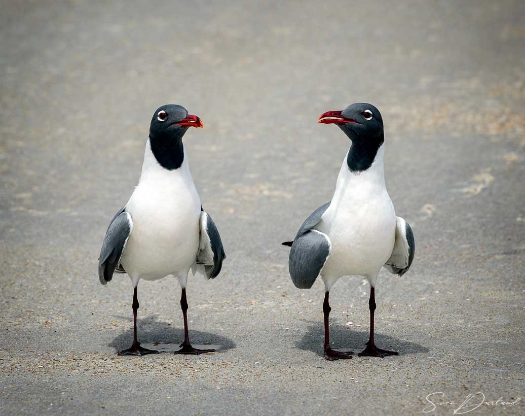 laughing-gull couple
