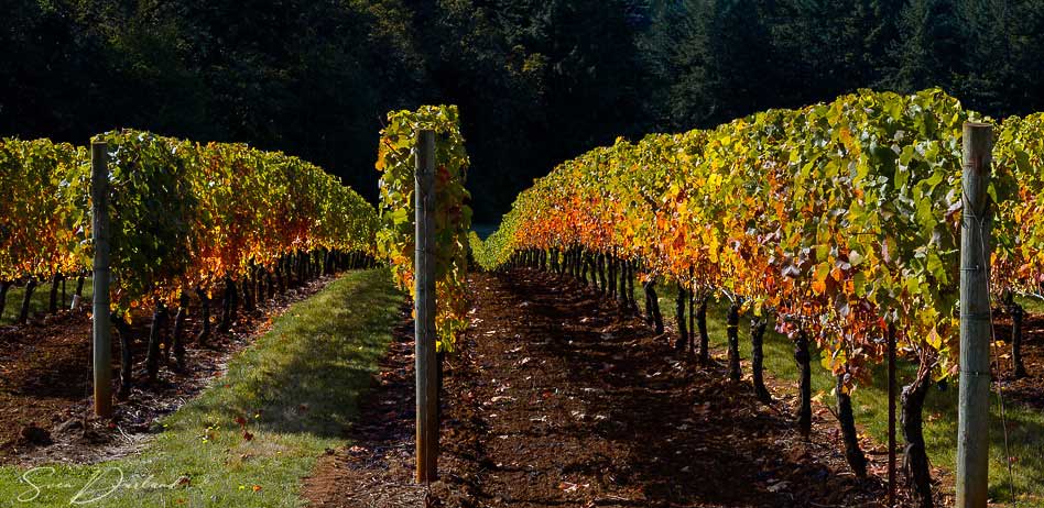 Fall colored grapevine