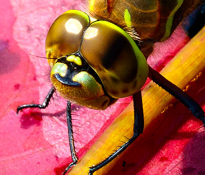 Dragonfly head close-up