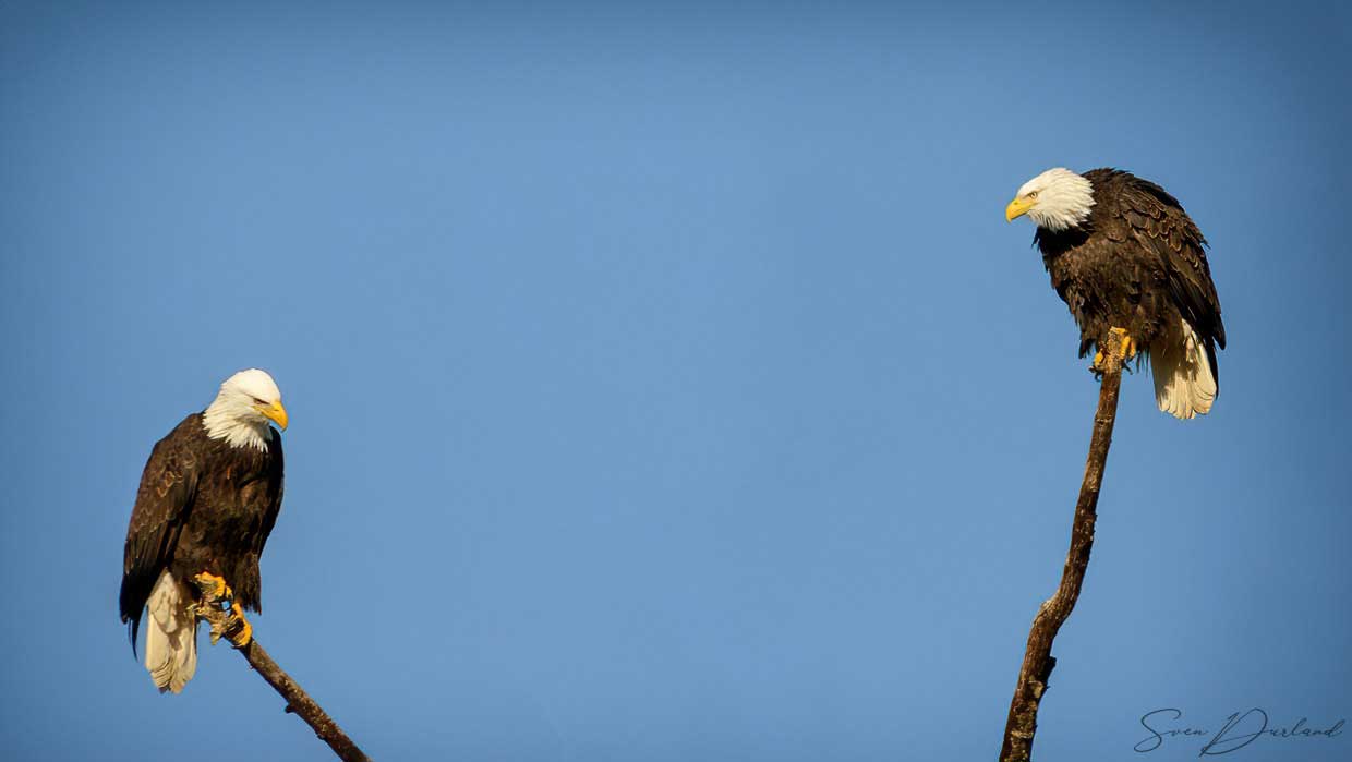 Bald eagles in a tree