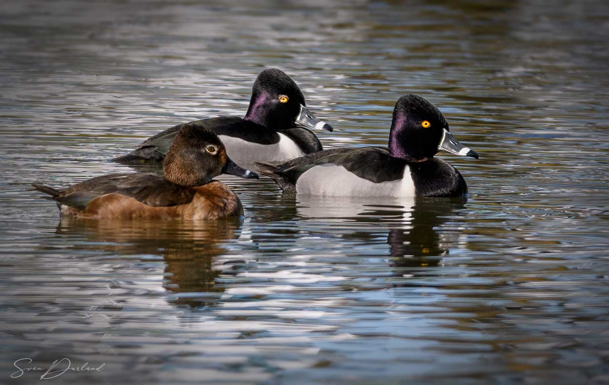 Trio of ringneck ducks