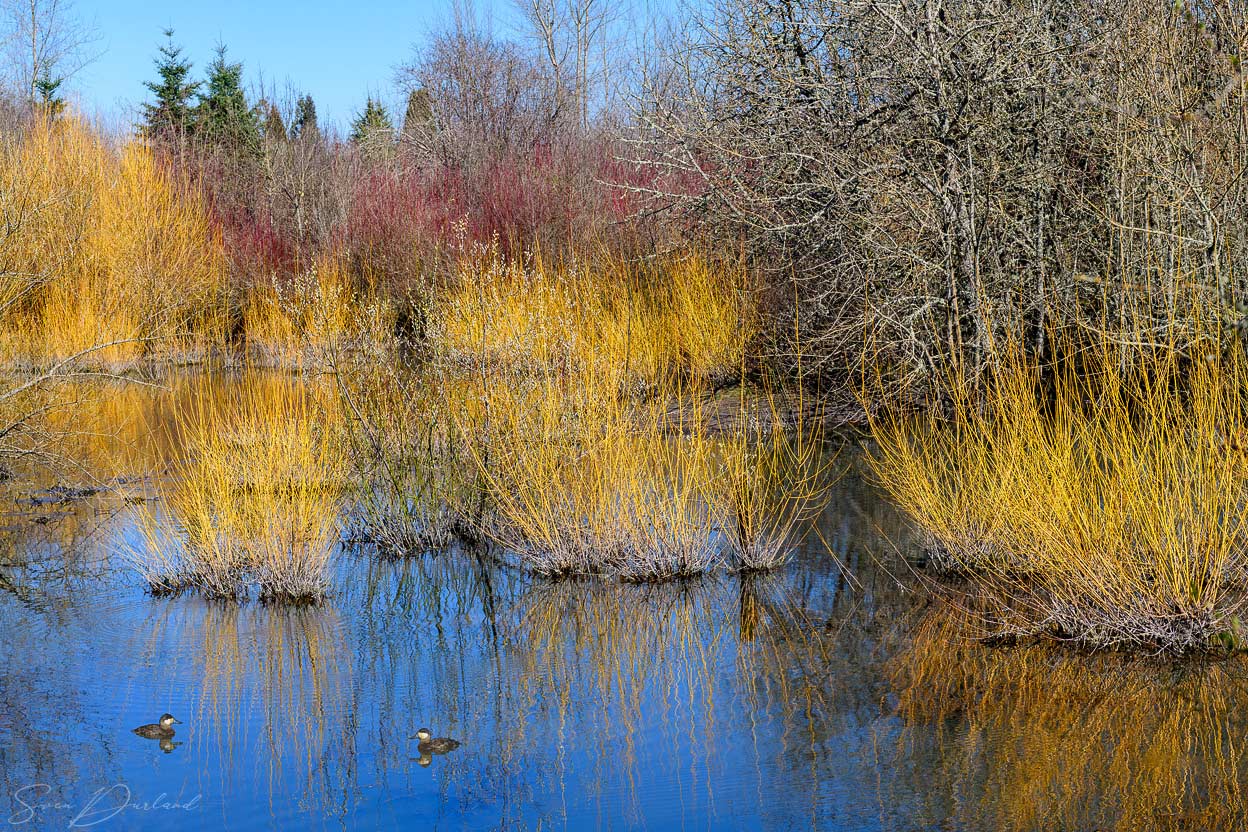 Colorful wetland in March