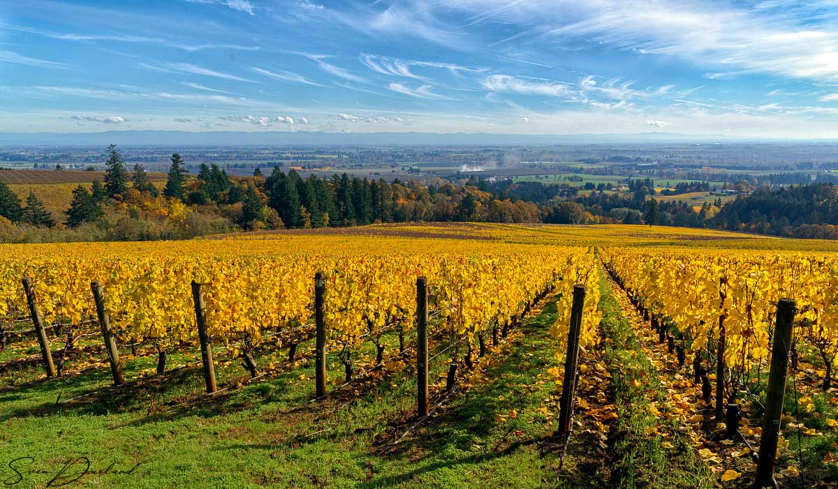 Oregon vineyard landscape