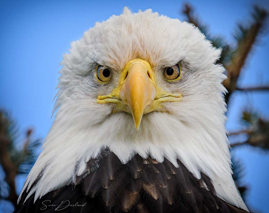 Bald eagle close-up portrait
