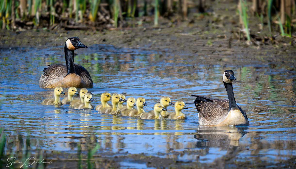 Canada Goose family of 14