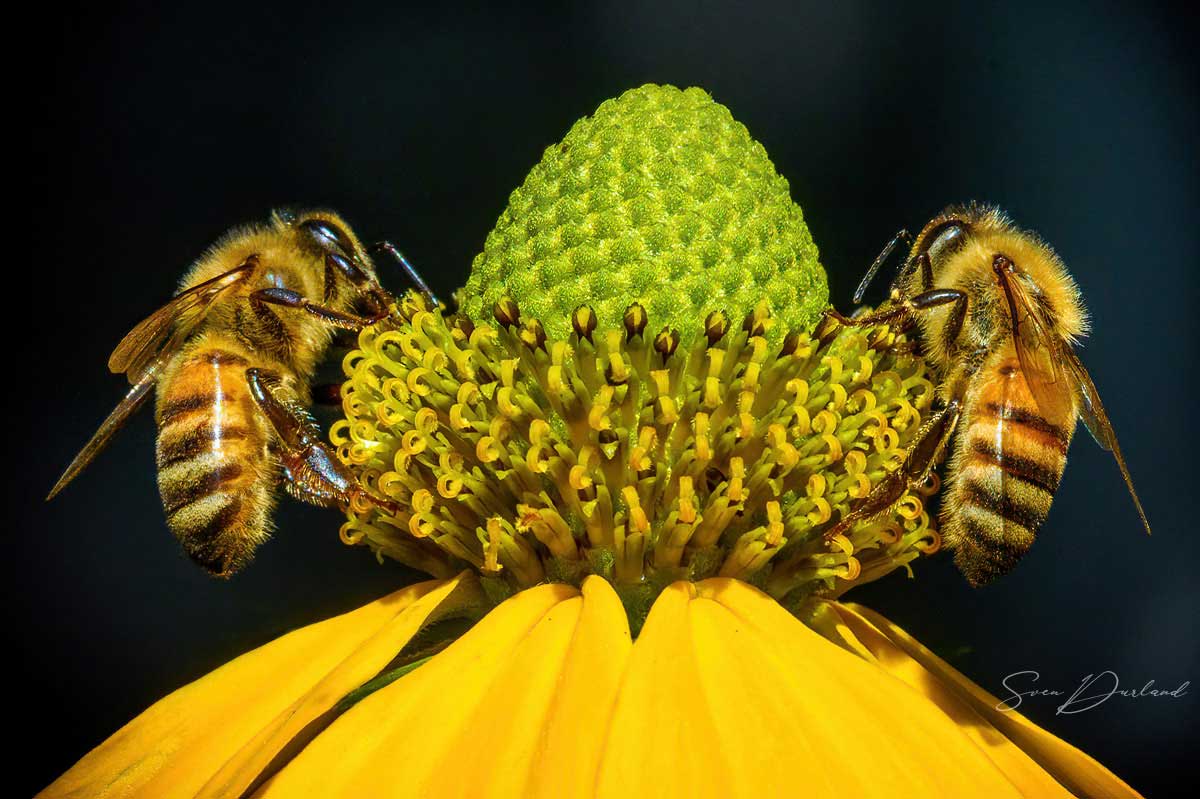 Close-up of two bees on a Rudbeckia flower