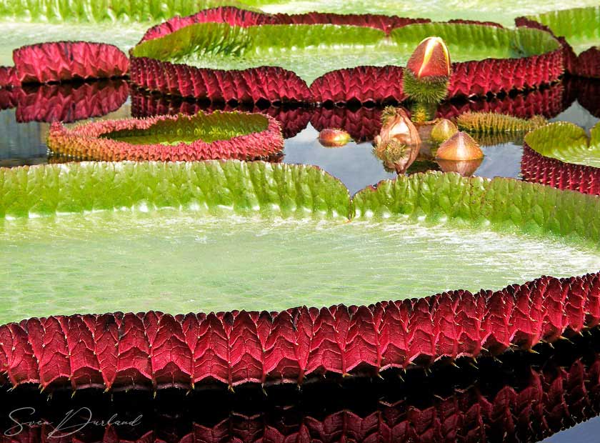 Giant waterlily pads, victoria lily
