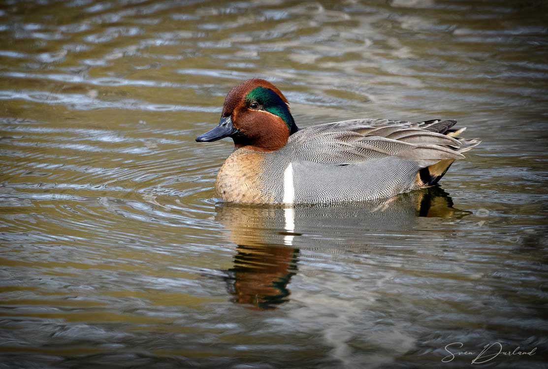 Green-winged Teal - male