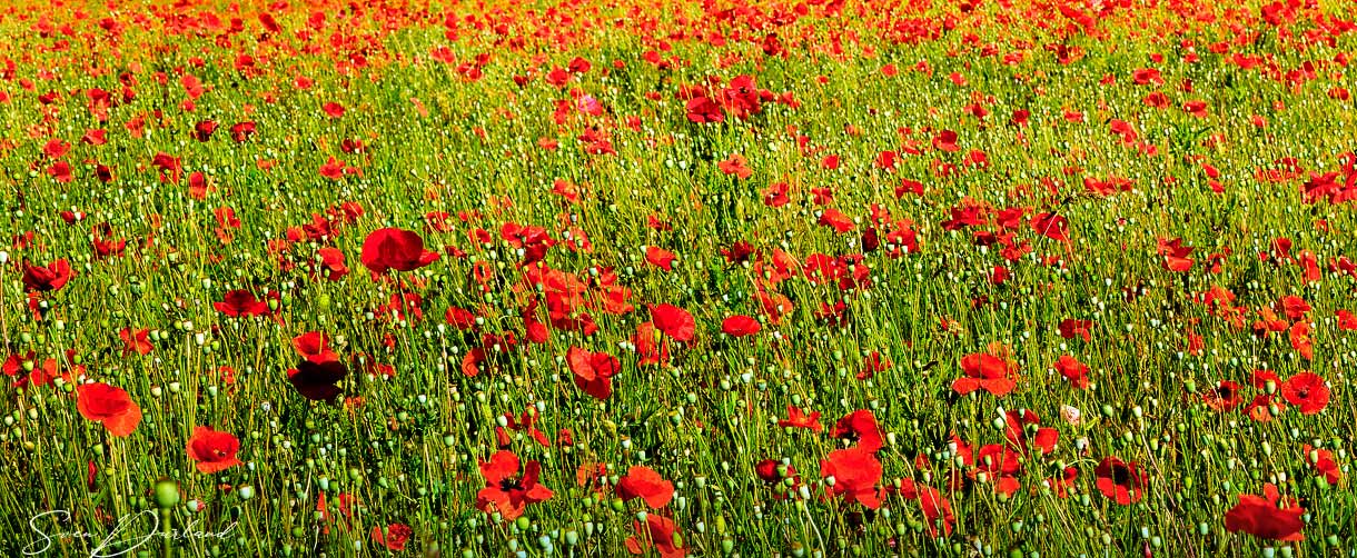 Poppy  flower field