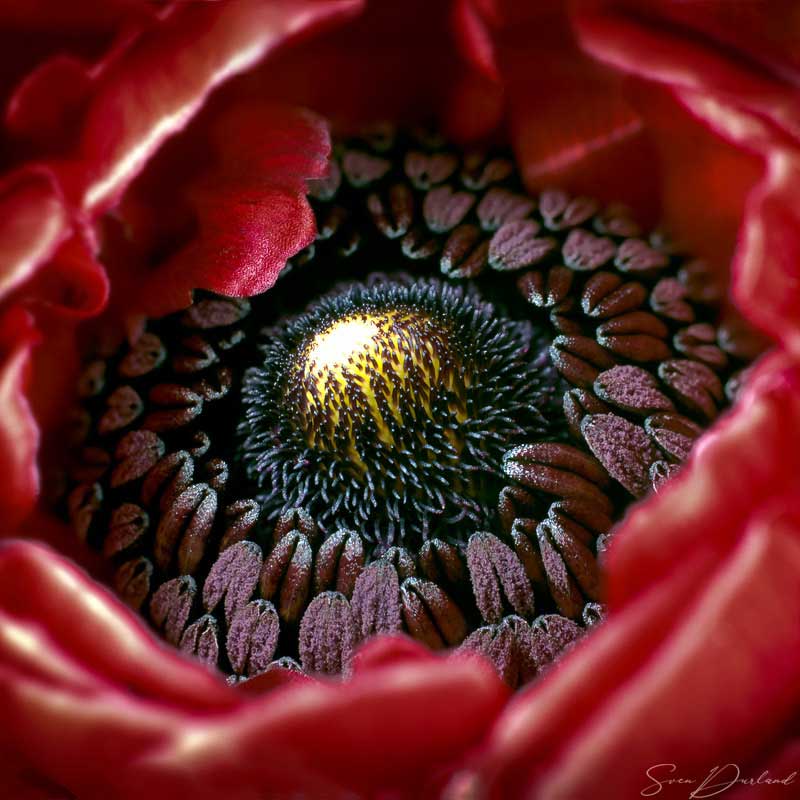 Close-up Ranunculus flower