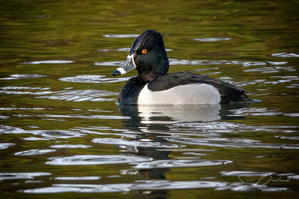 Ring-necked Duck - male