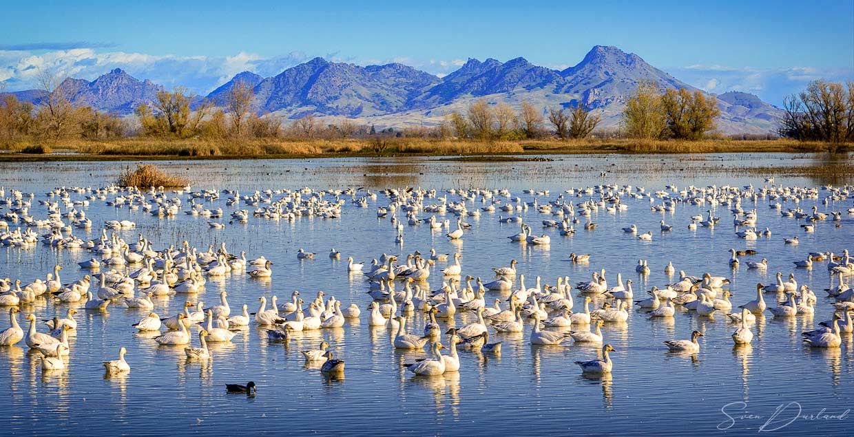 Snowgeese on a lake in California