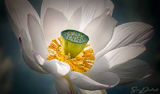 Lotus flower close-up