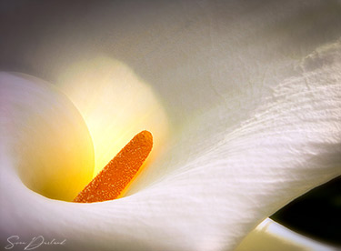 Calla lily flower close-up