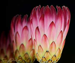 Tropical flower close-up