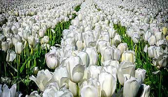 field of white tulips
