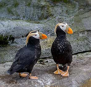 Tufter Puffin couple