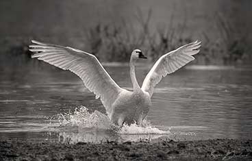 Tundra swan landing
