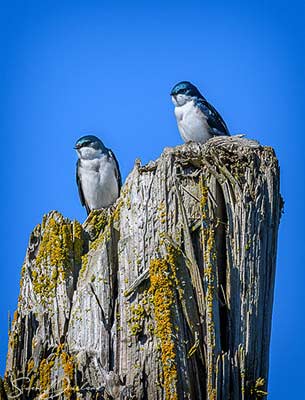 Tree swallow couple