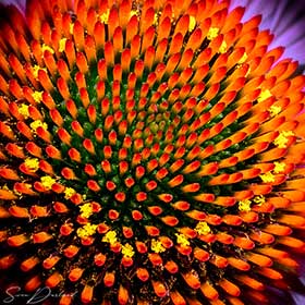 Cone flower close-up