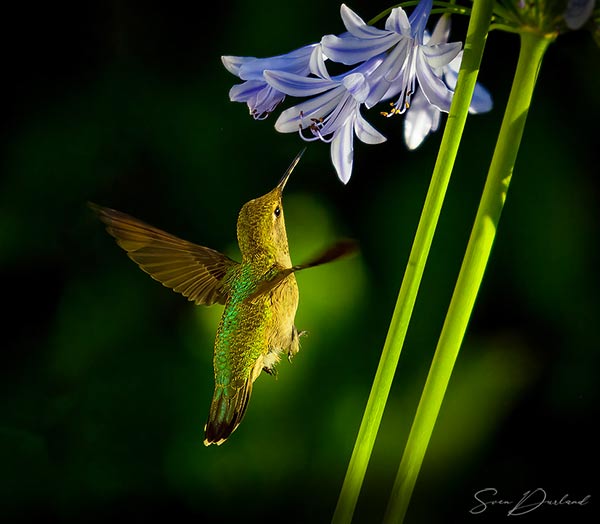 Hummingbird feeding off flower