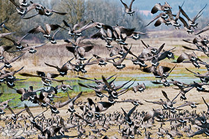 Cackling geese in flight