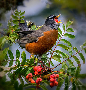 Red Robin eating rowan berries