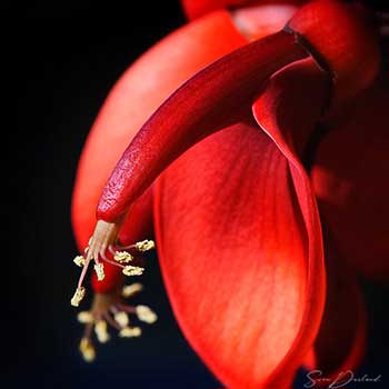 Coral tree flower close-up