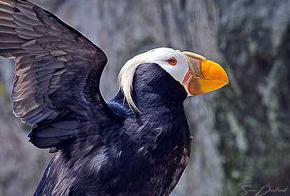 Tufted Puffin close-up