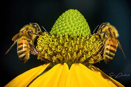 Bees close-up