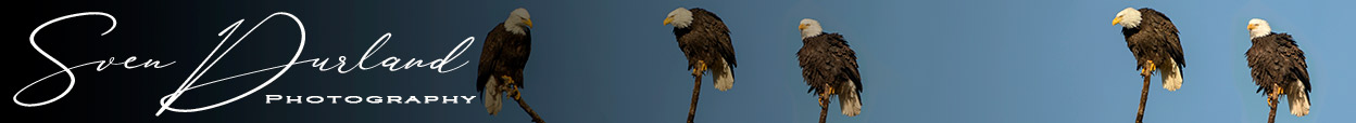 Eagle blog header