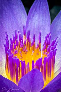 Water Lily close-up