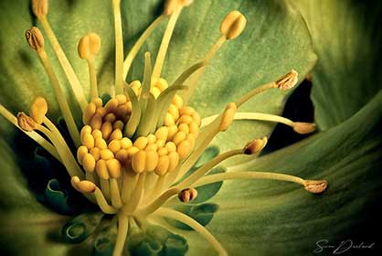 Helleborus flower close-up