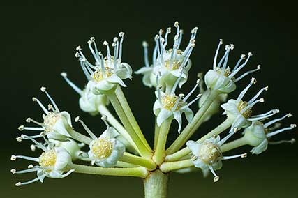 Japanese aralia flower close-up