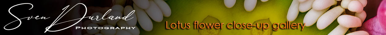 Lotus gallery banner