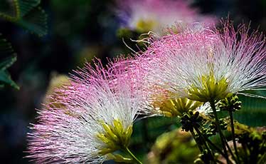 Silk tree flower close-up