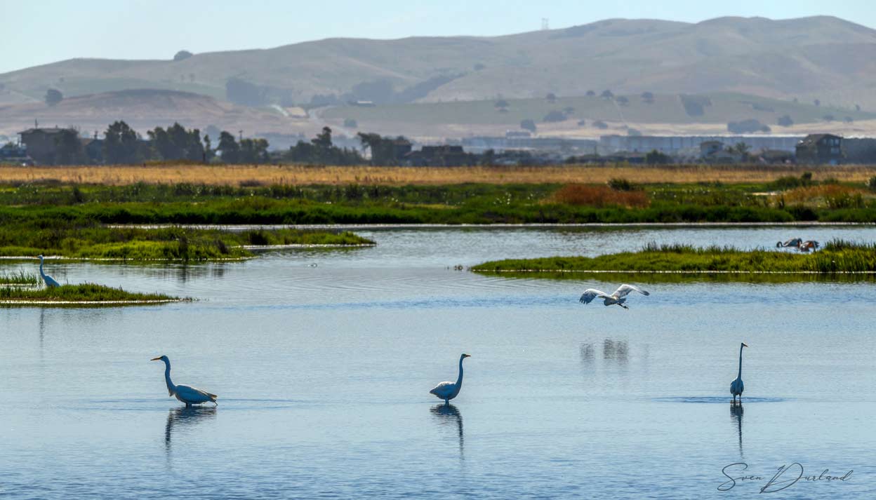 Birds at San Francisci Bay area