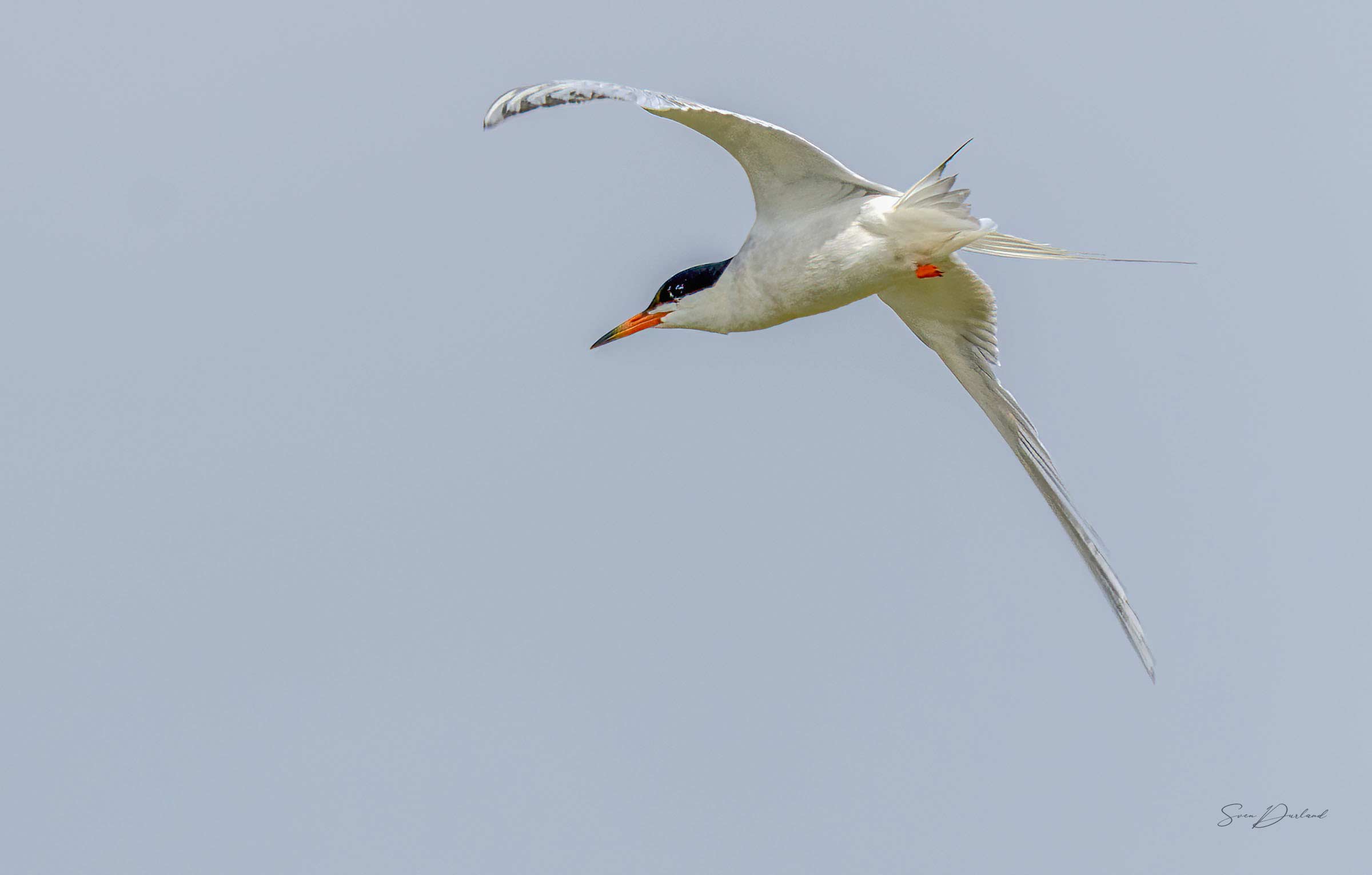 Forster's Tern in flight
