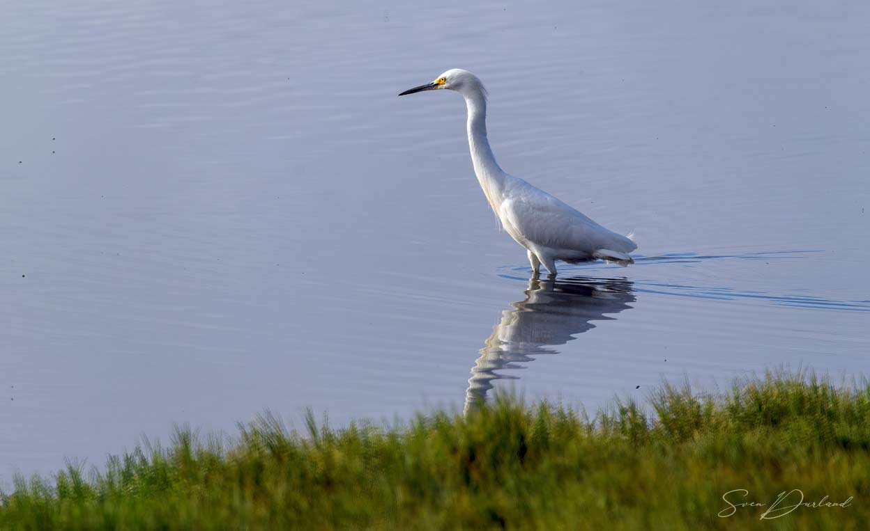 Snowy Egret