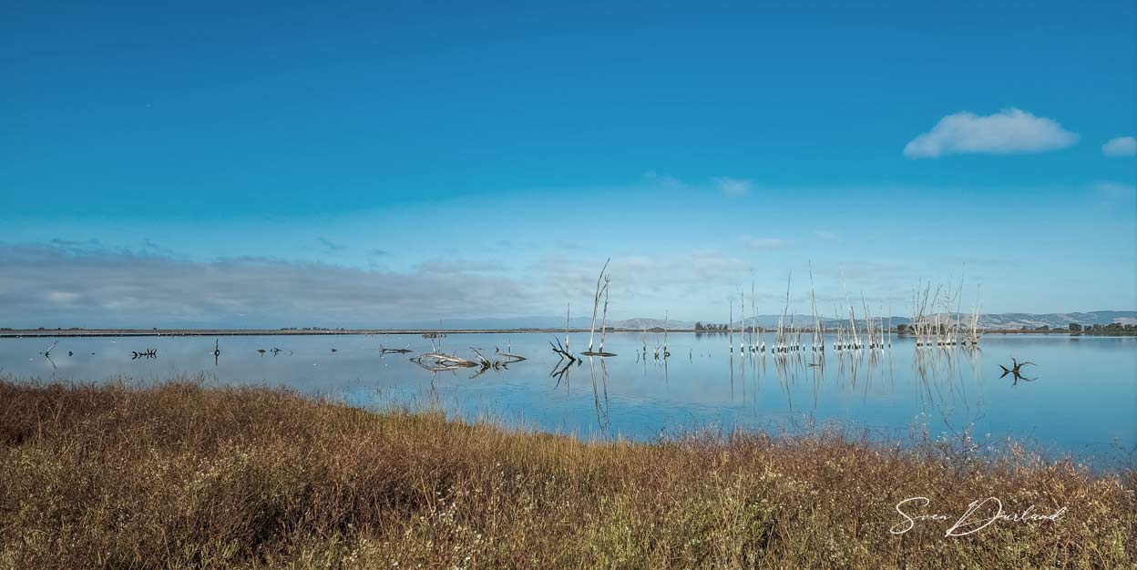 Bay Area Marsh