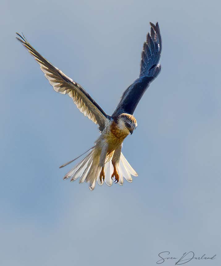 White-tailed Kite hovering