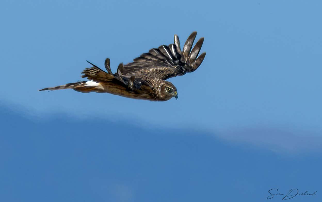 Northern Harrier