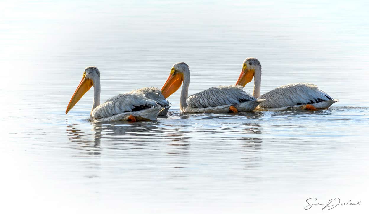 White Pelicans on the water