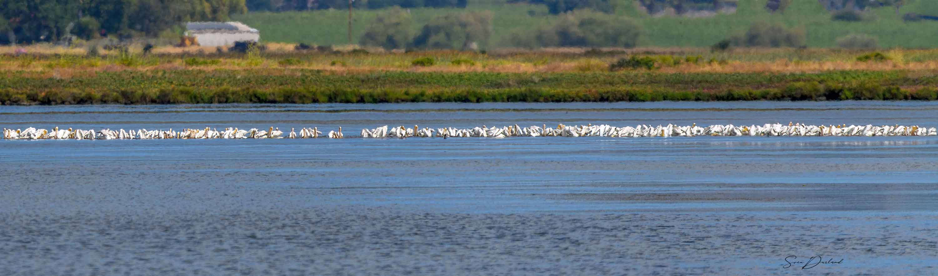 White Pelicans in the hundreds