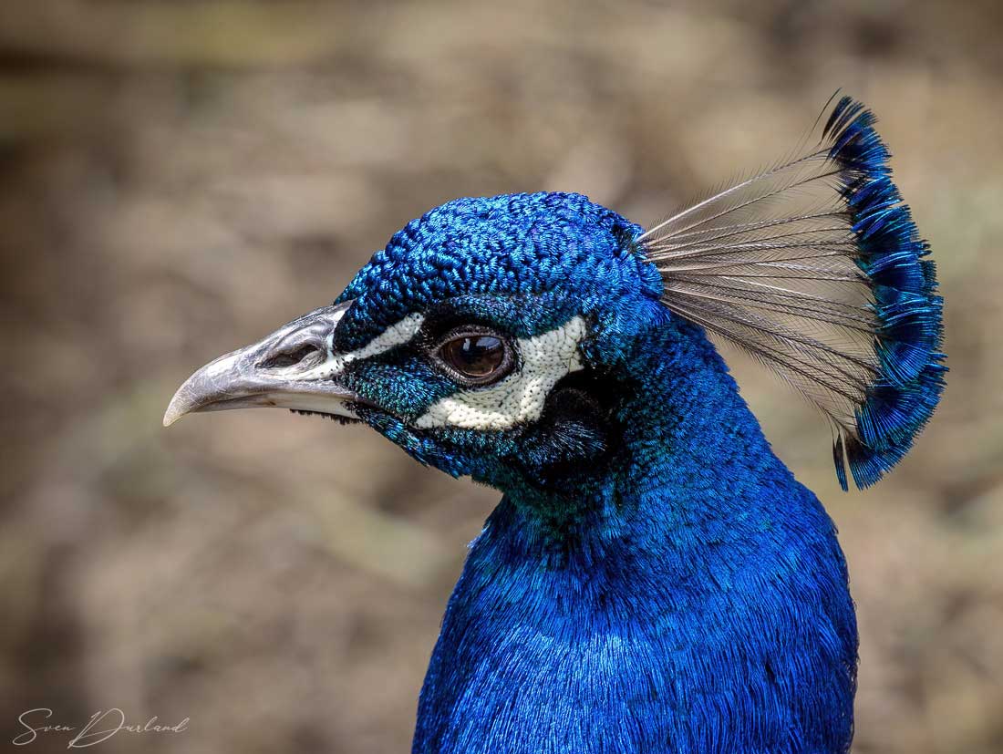 Peacock face