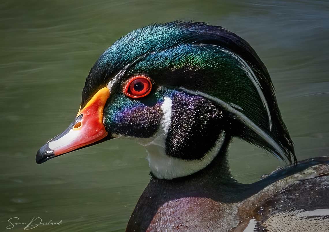 Wood Duck face