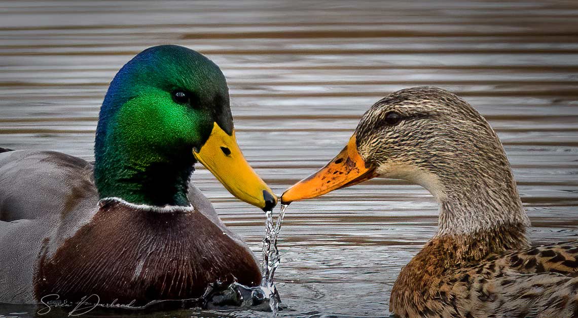 Faces of Mallard couple